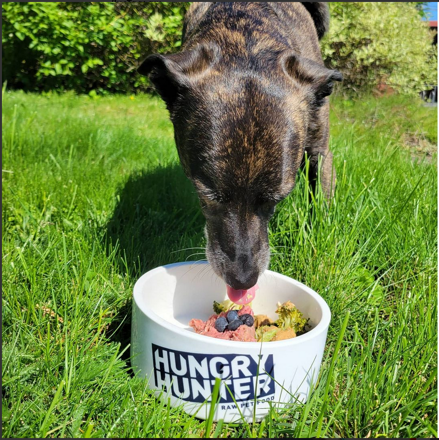 hunter_the_bounty_dog_hfx mealtime
